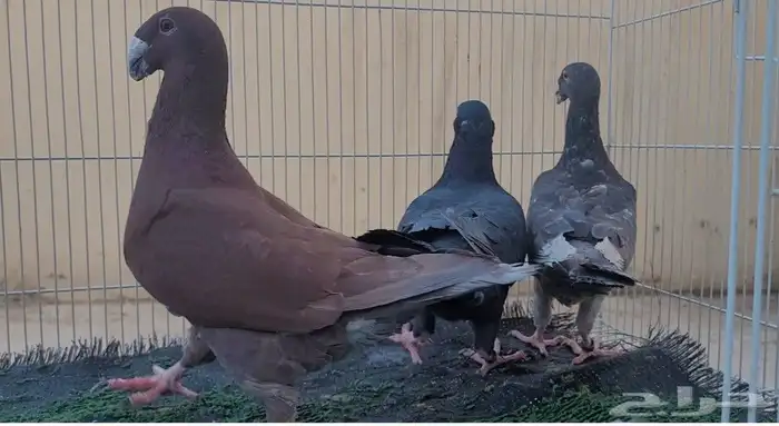 جوز هومر وفرايد 0