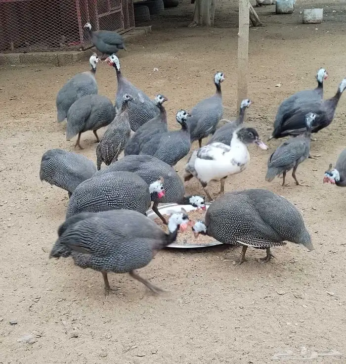 حجل اصيل للبيع 0