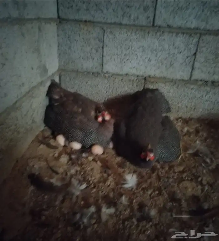 حجل اصيل للبيع 2