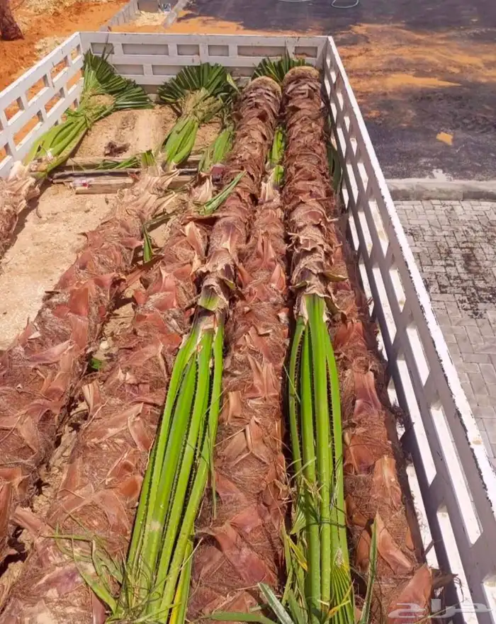 وشنطونيا زينه ابومروحه جميع المقاسات 2