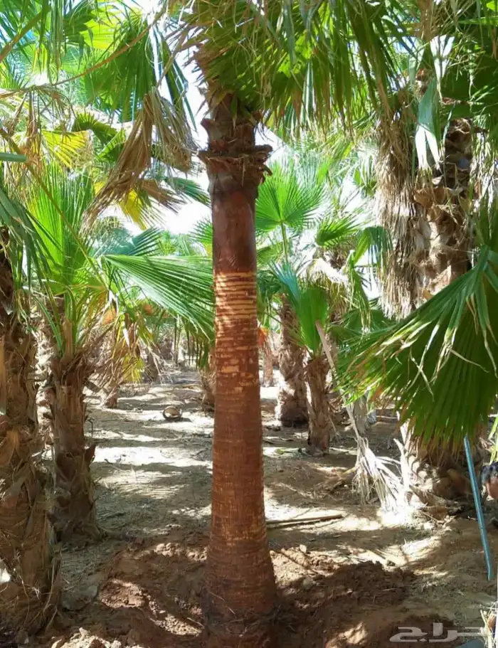 يوجد لدينا نخل واشنطن اللبيع بجميع المقاسات 2