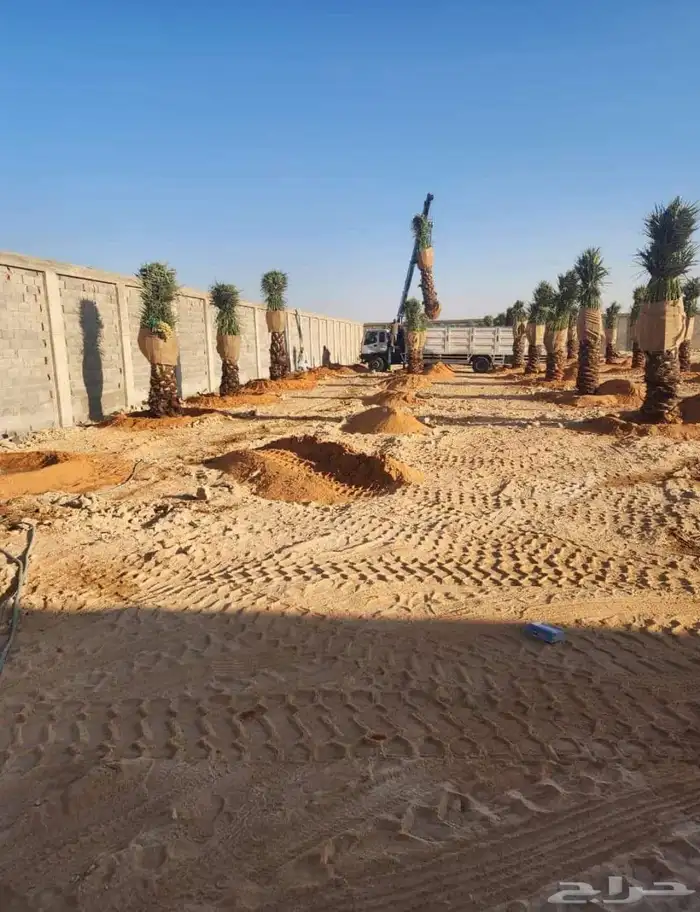 جميع انواع انخيل (ازينه_المثمره)-وجميع انوع الاشجار الاخراء 7