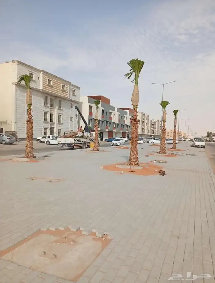 جميع انواع انخيل (ازينه_المثمره)-وجميع انوع الاشجار الاخراء 4