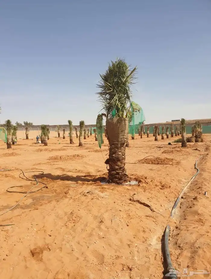 جميع انواع انخيل (ازينه_المثمره)-وجميع انوع الاشجار الاخراء 2