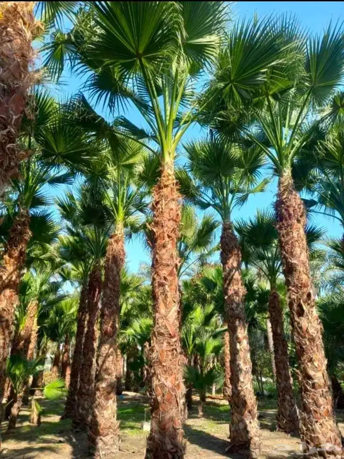 وشنطونيا زينه ابومروحه جميع المقاسات 1