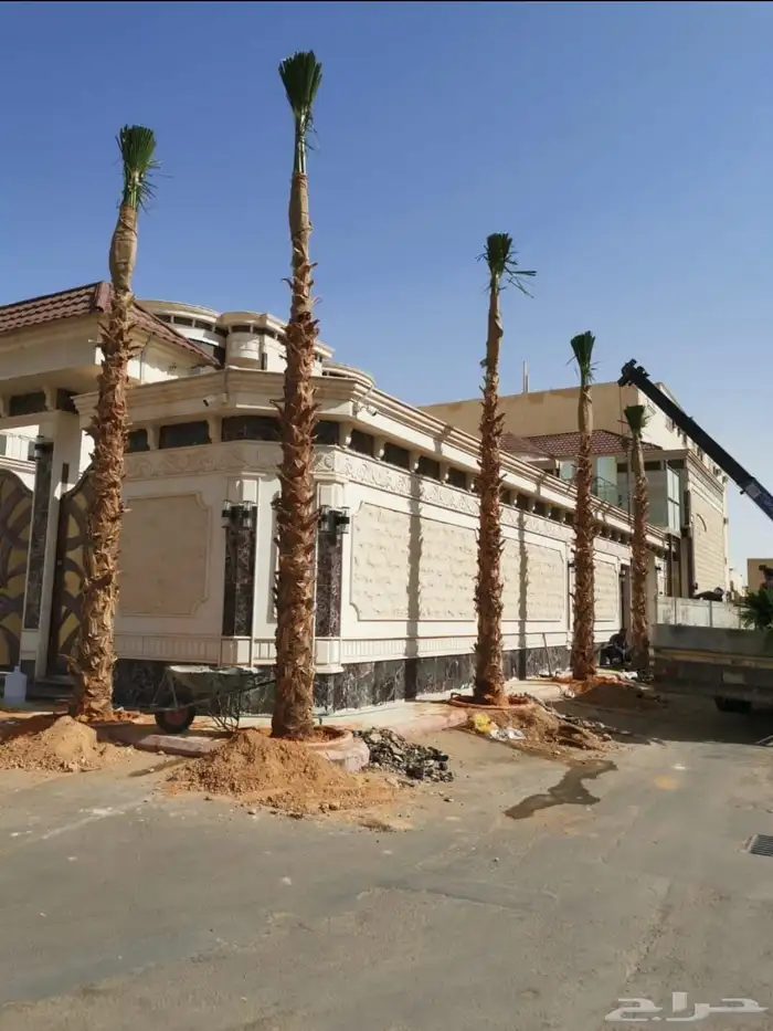 جميع انواع انخيل (ازينه_المثمره)-وجميع انوع الاشجار الاخراء 5