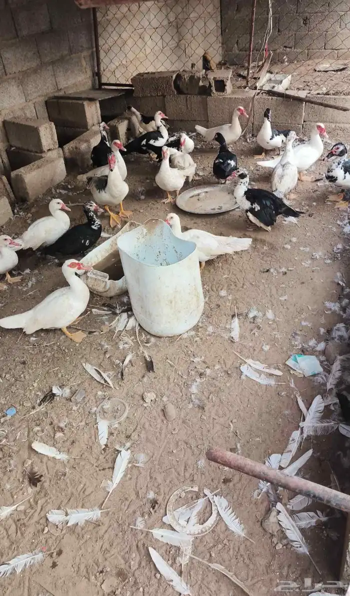 بط بياض للبيع 1