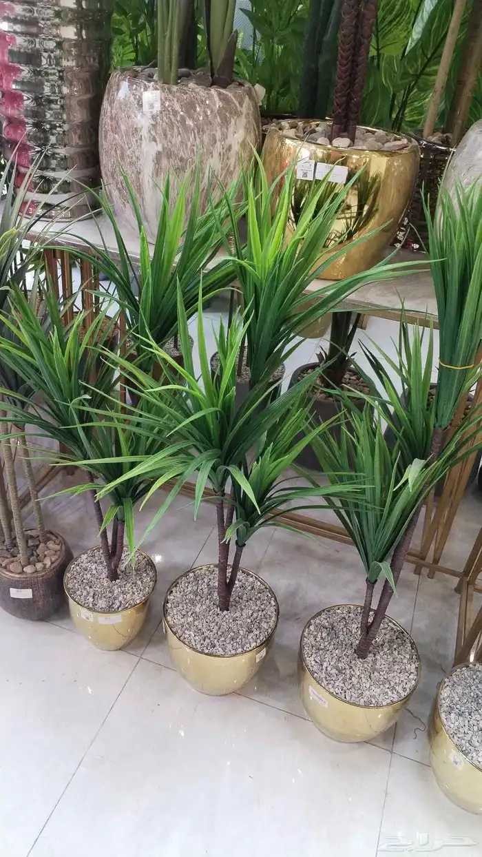 شجر زيتون صناعي وجذع طبيعي ارتفاع متر ونص ومتر 10