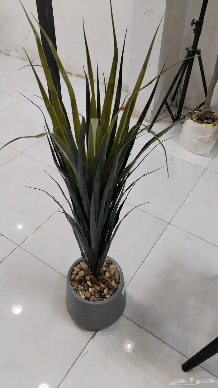 شجر زيتون صناعي وجذع طبيعي ارتفاع متر ونص ومتر 7