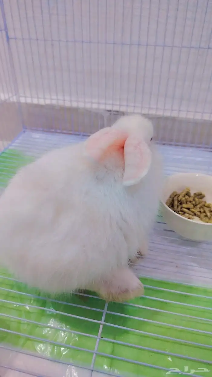 ارنب للبيع عل سوم يقبل مسح ولعب ماشاءالله 1