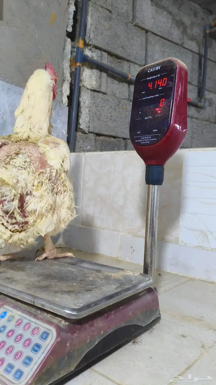 كميه محدوده السعر 20 الرجاء لا يتواصل الا الصامل 1