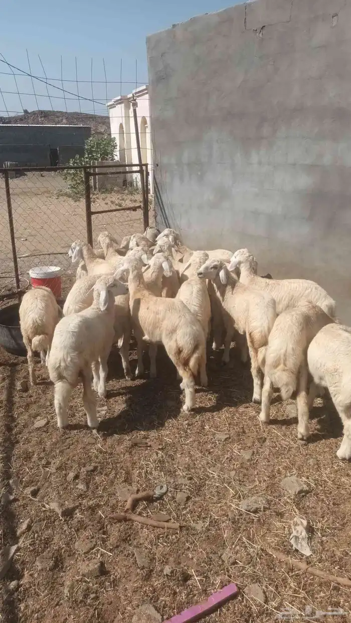 طليان ورخال 3