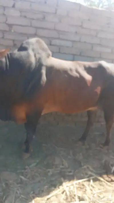 للبيع ثور فحل هدوه علي الشرط اسن جامع شباب الحد 7500 index