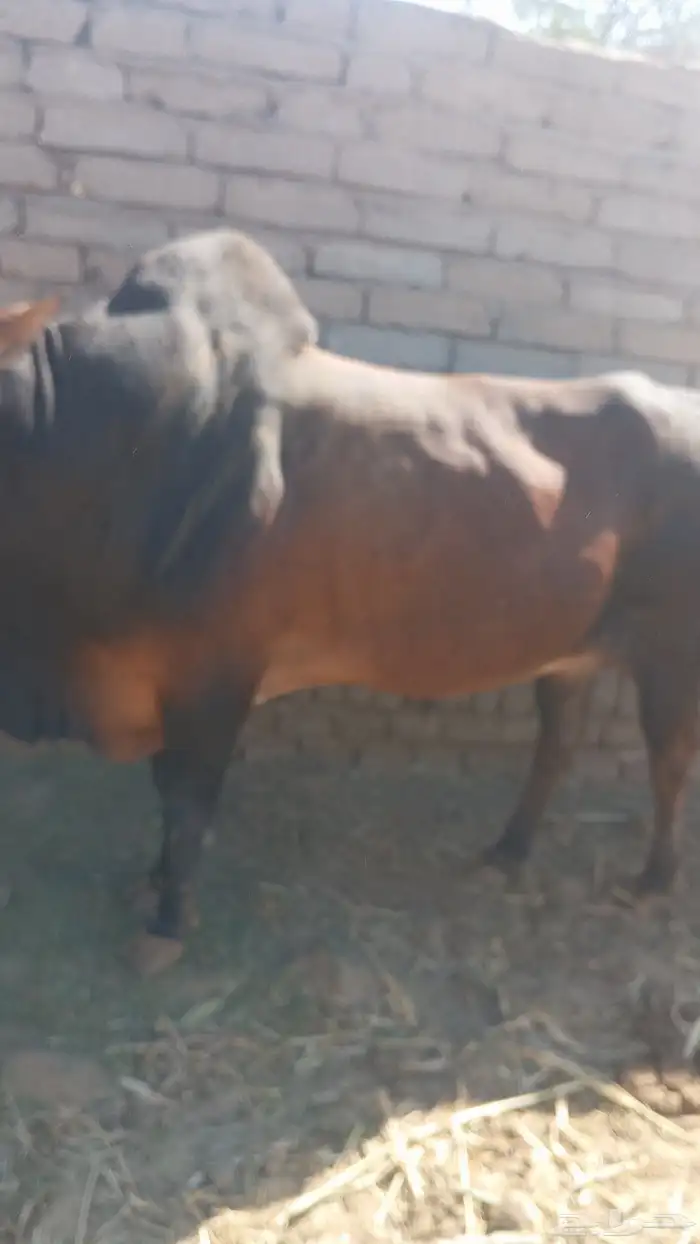 للبيع ثور فحل هدوه علي الشرط اسن جامع شباب الحد 7500 1