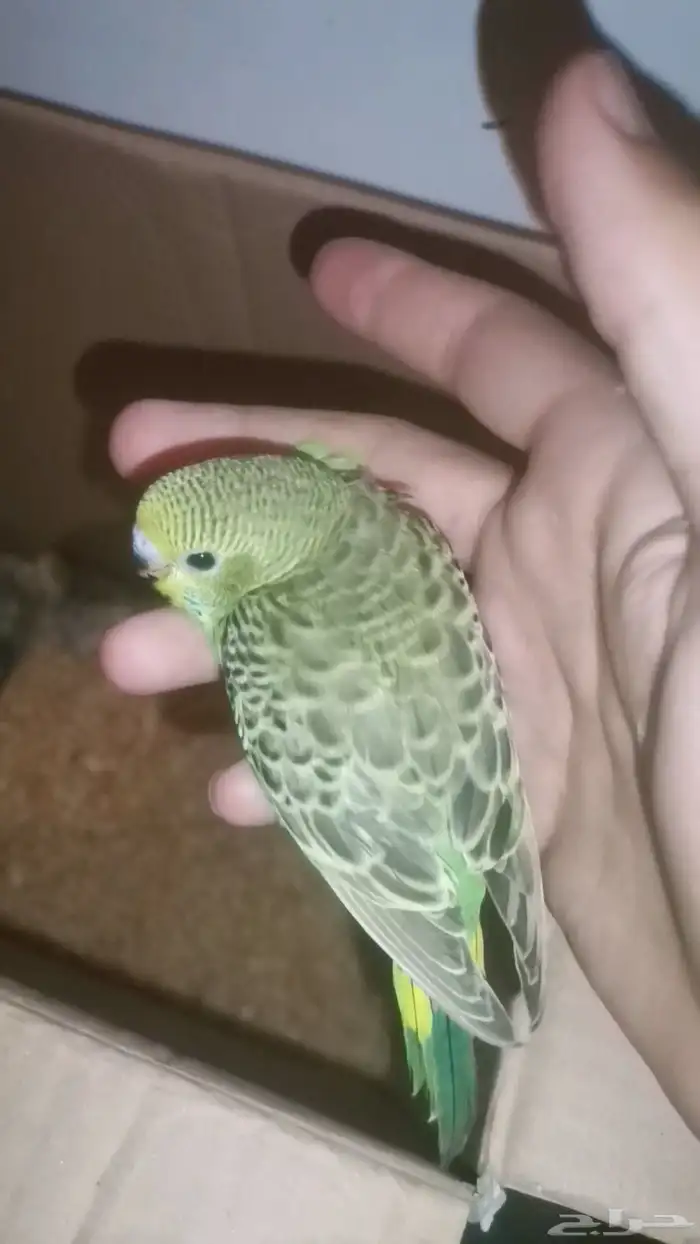 اربع فروخ بادجي غر 2