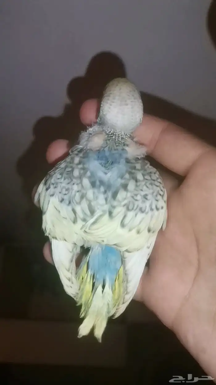 اربع فروخ بادجي غر 4