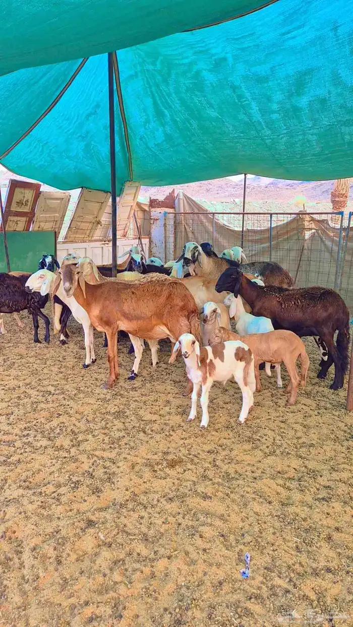 غنم ضان سواكنيه 6