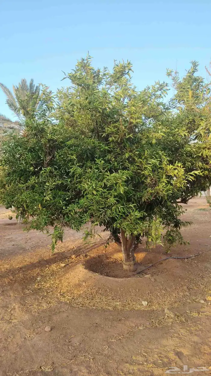 يوجد لدينا حمضيات يوسف أفندي برتقال بو صره ليمون تين عنب جوا 5