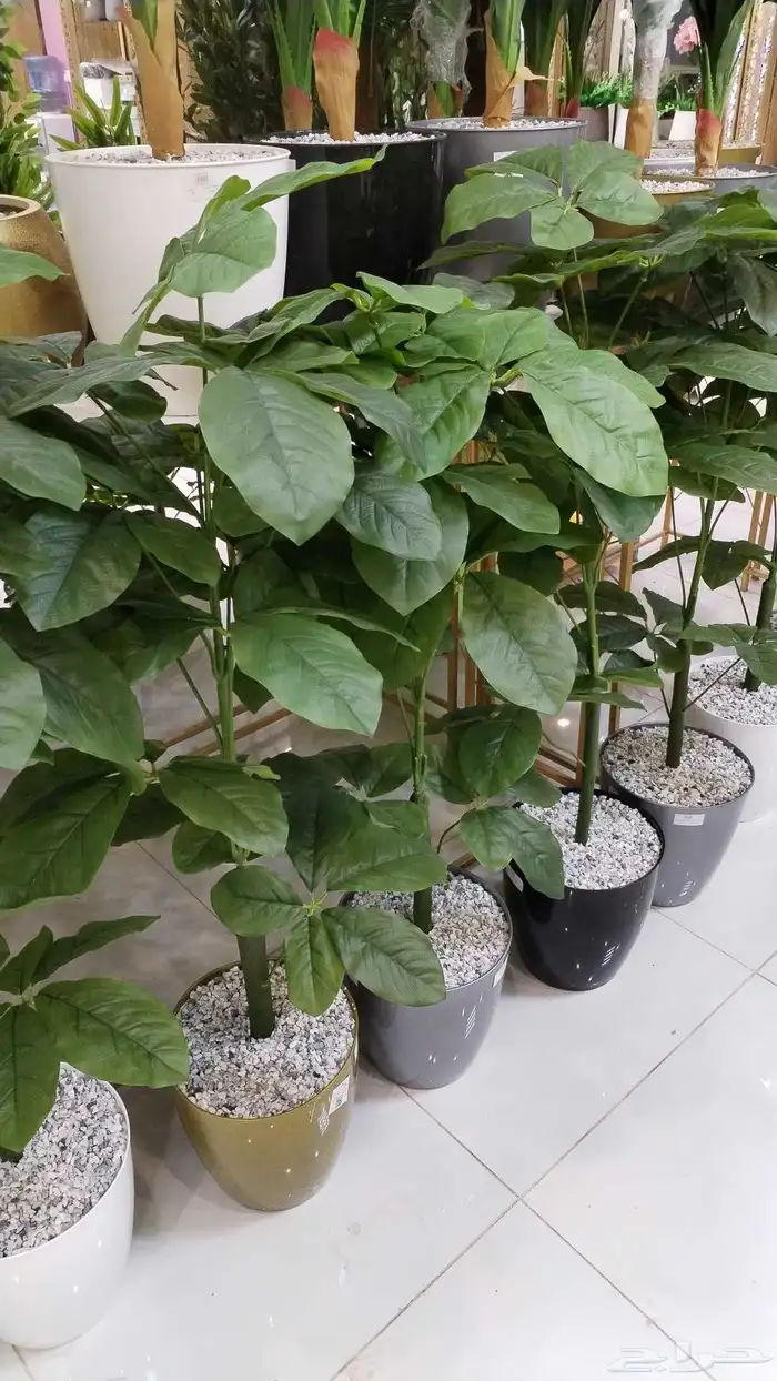 شجر زيتون صناعي وجذع طبيعي ارتفاع متر ونص ومتر 9