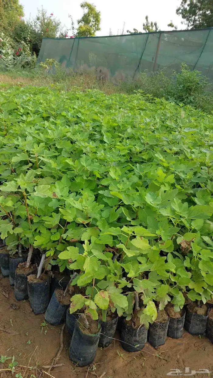 مشتل أبو عريش لجميع أنواع المانجو 6