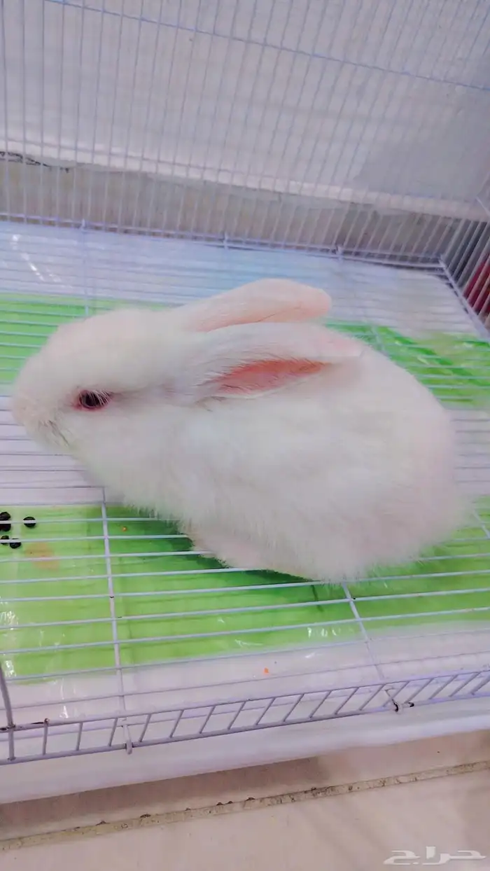 ارنب للبيع عل سوم يقبل مسح ولعب ماشاءالله 0