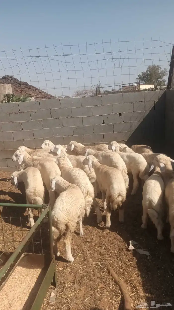 طليان ورخال 0