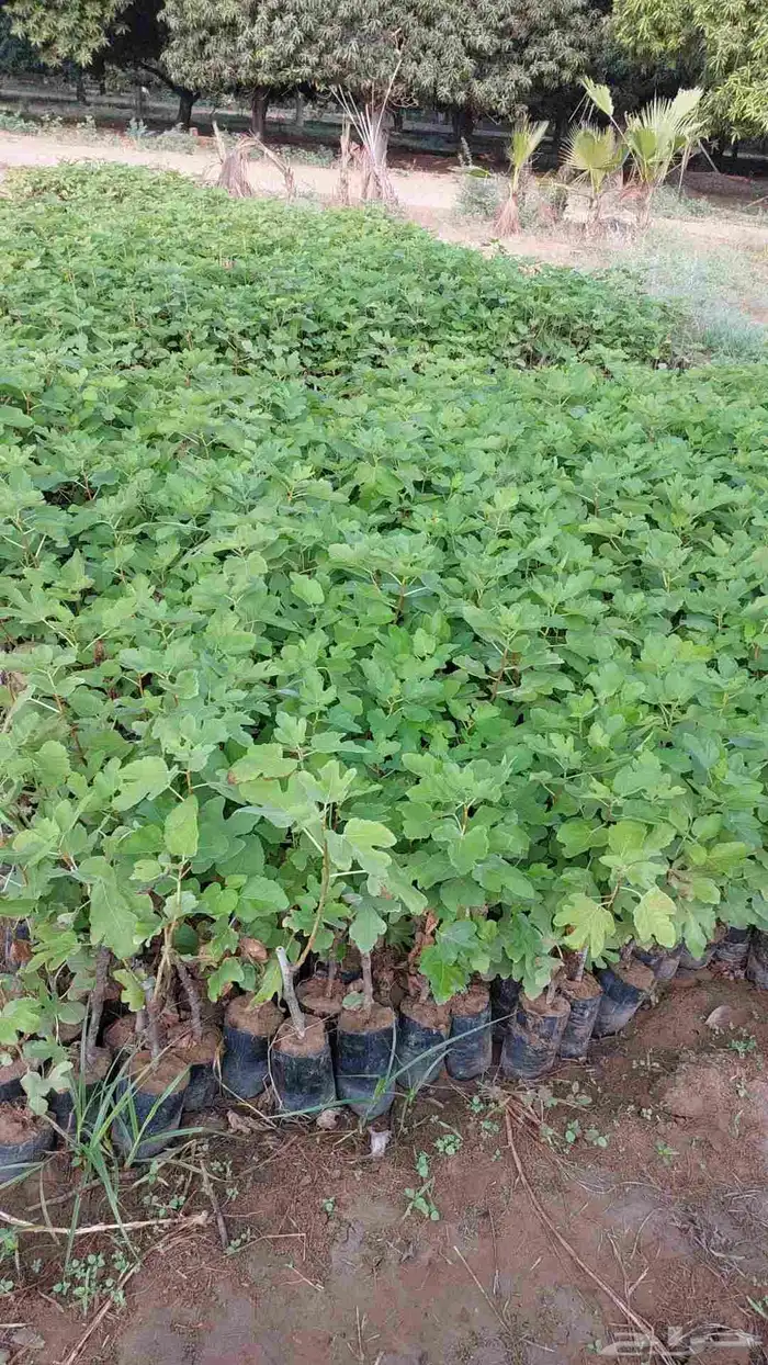 مشتل أبو عريش لجميع أنواع المانجو 7