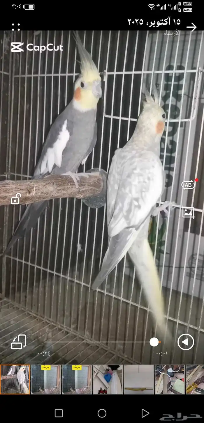 زوج كروان منتج. توقف البيع لانو الزوج باض اليوم 7