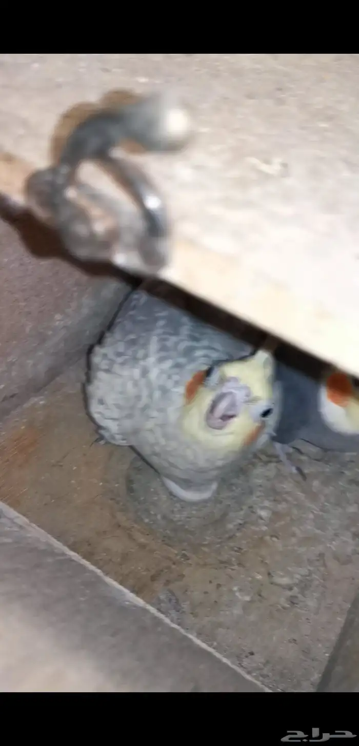 زوج كروان منتج. توقف البيع لانو الزوج باض اليوم 2