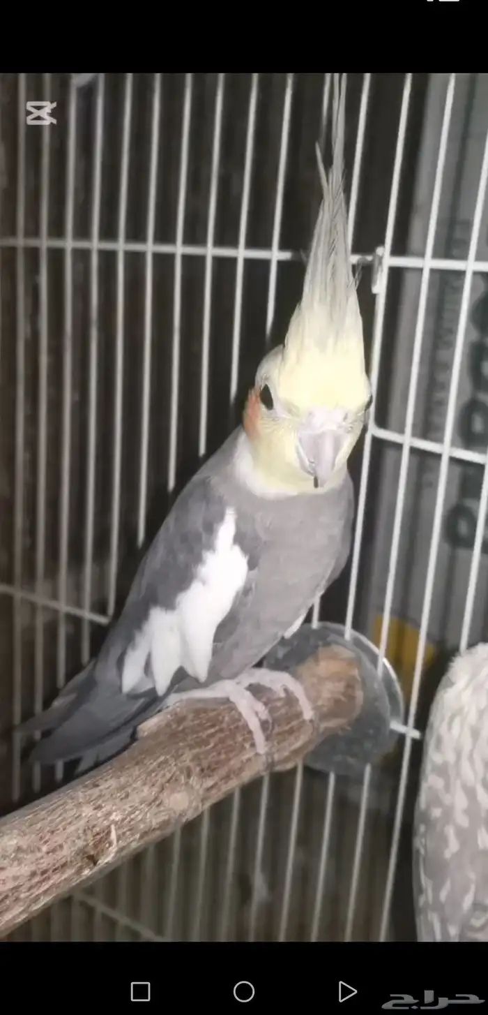 زوج كروان منتج. توقف البيع لانو الزوج باض اليوم 8