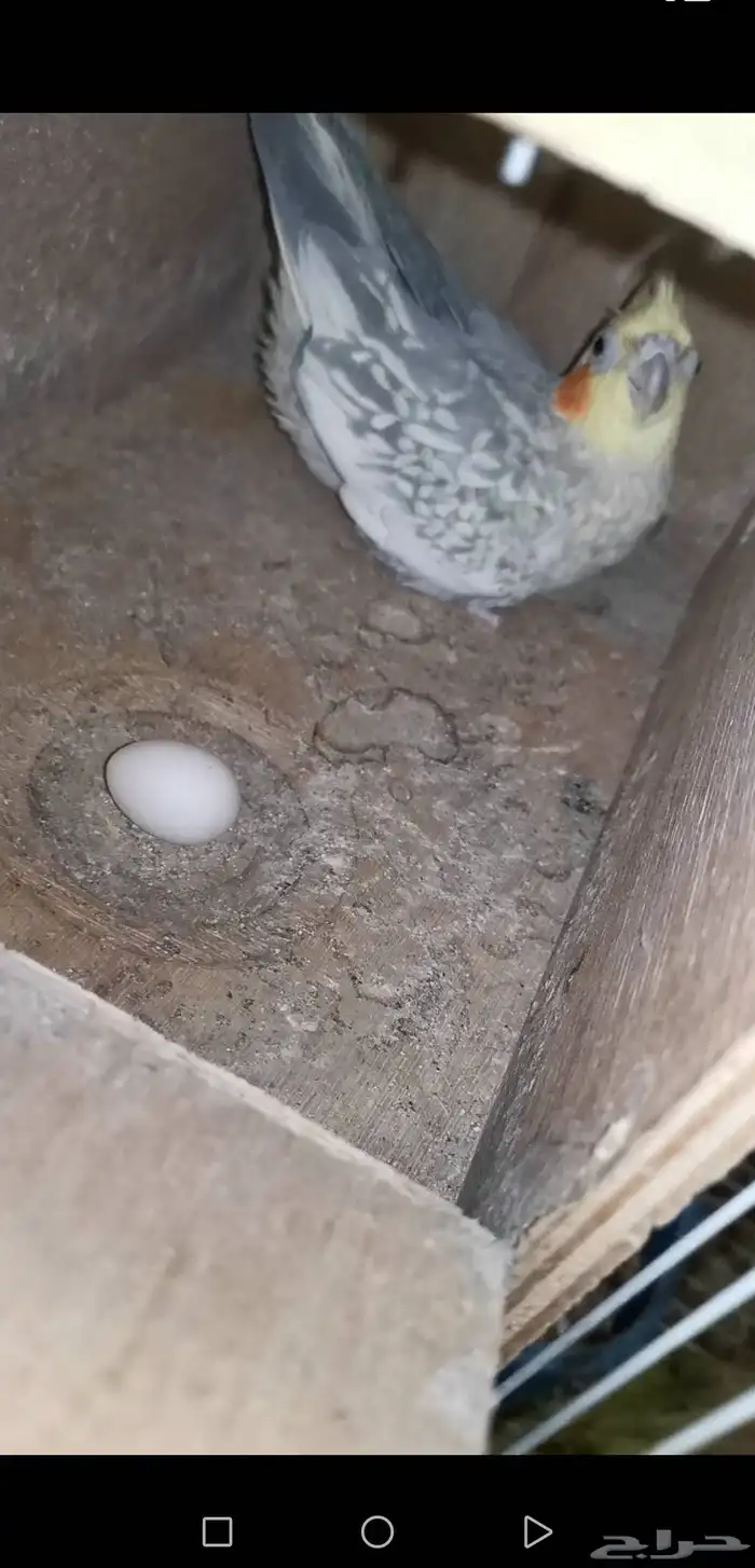 زوج كروان منتج. توقف البيع لانو الزوج باض اليوم 1