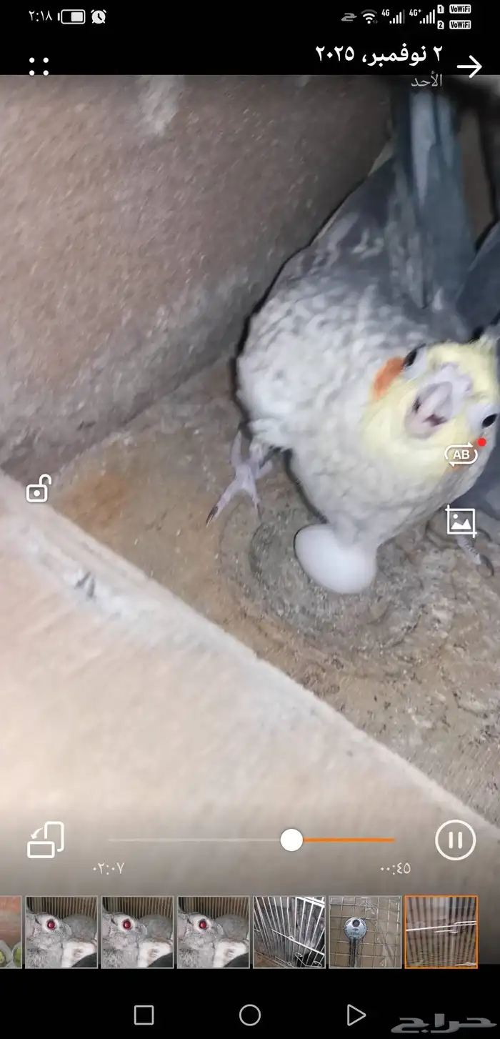 زوج كروان منتج. توقف البيع لانو الزوج باض اليوم 0