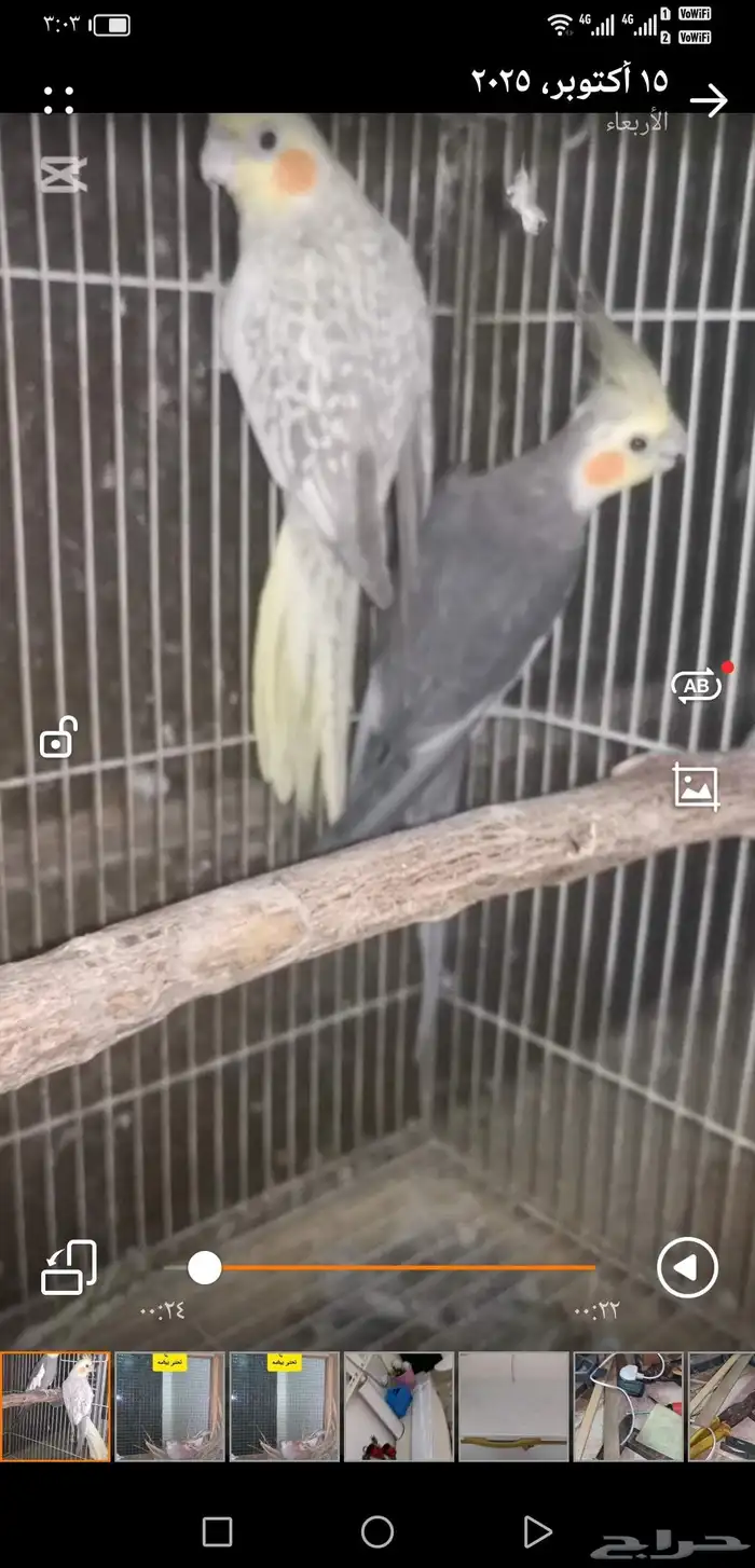 زوج كروان منتج. توقف البيع لانو الزوج باض اليوم 6