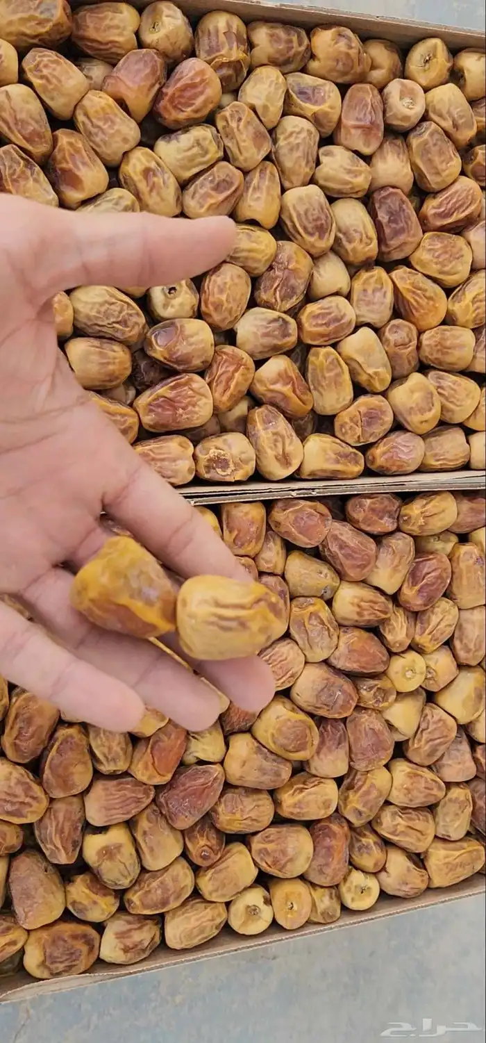 تمر سكري مفتل 3