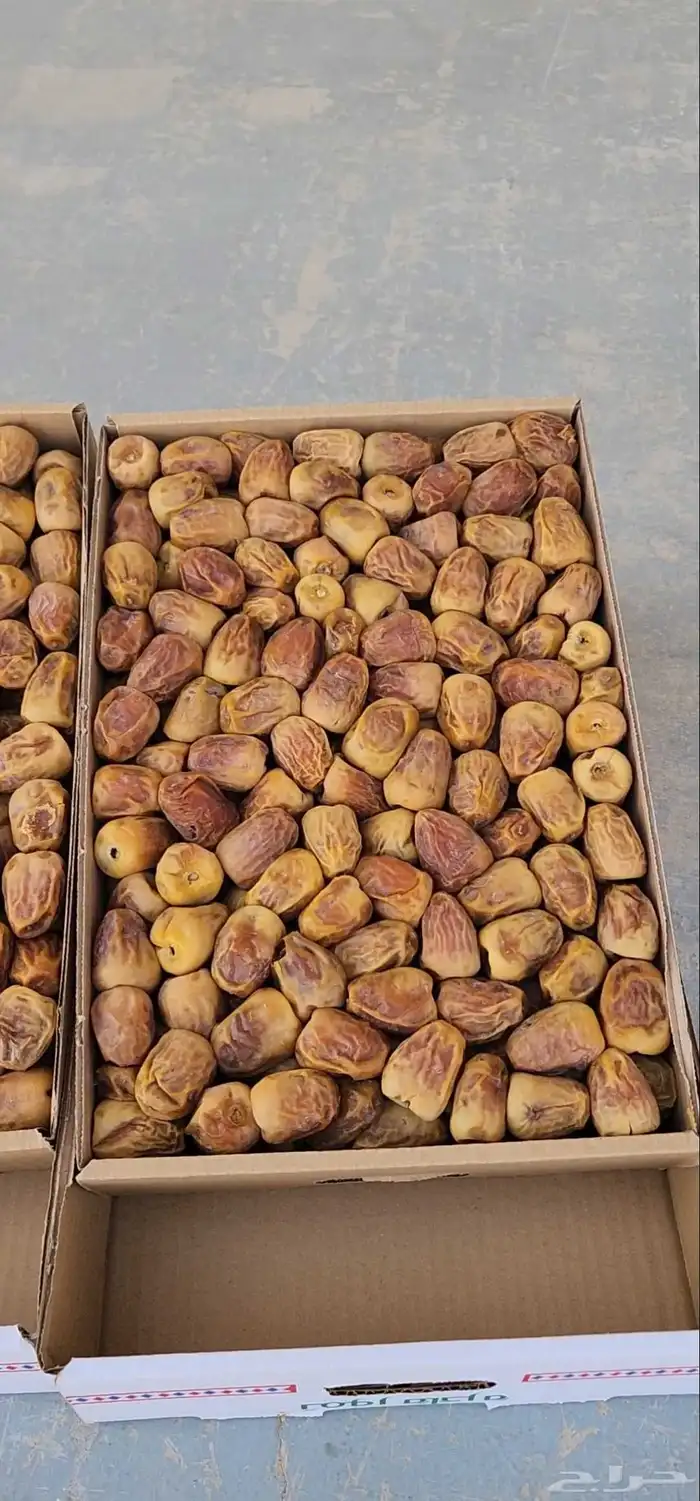 تمر سكري مفتل 1