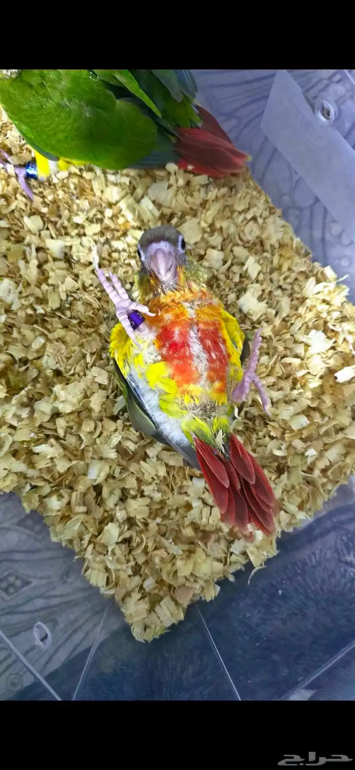 فروخ كنيور اليف ( تم البيع ) 4