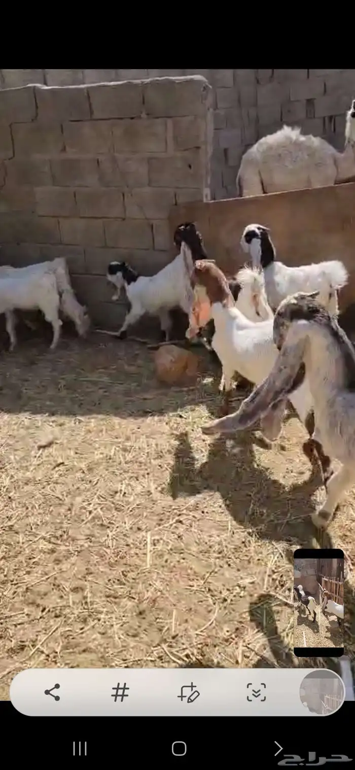 ثمانية تيوس مشاريك اعمارها فوق أربعة شهور أحوالها طيبه فوق ا 3