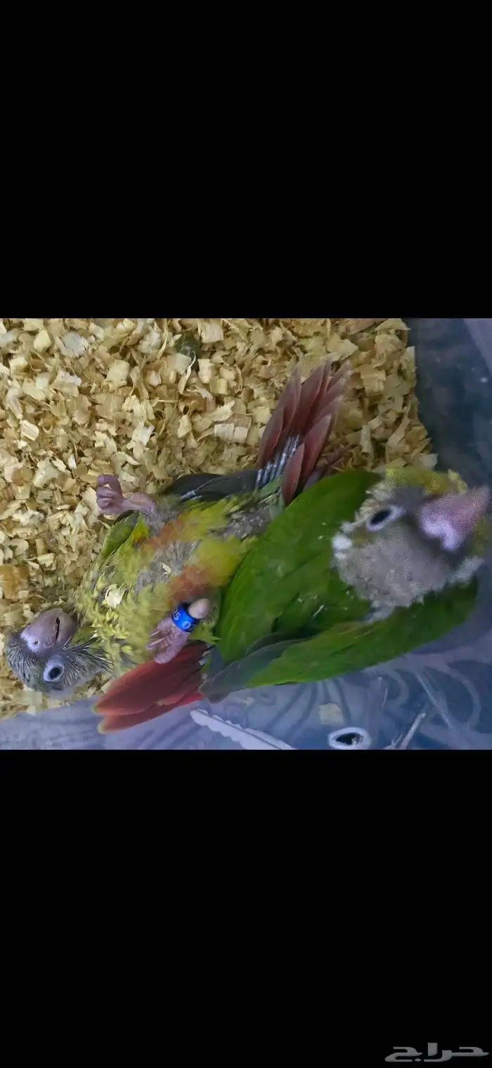 فروخ كنيور اليف ( تم البيع ) 6