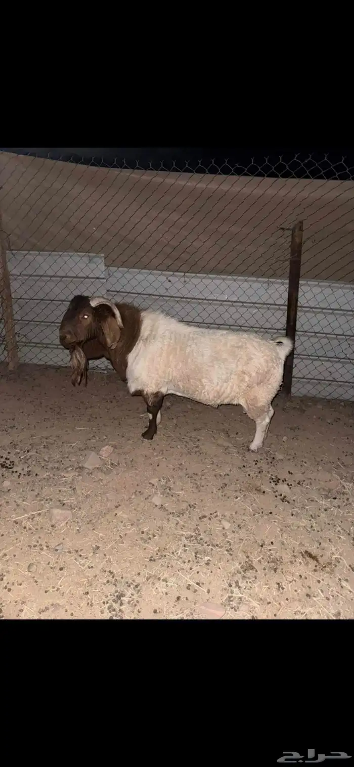 تيس بورقت صافي 1