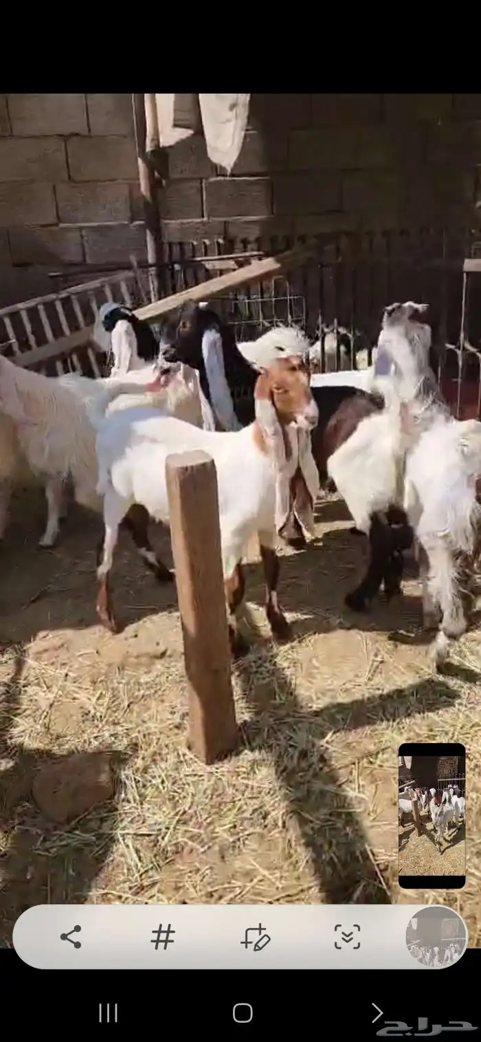 ثمانية تيوس مشاريك اعمارها فوق أربعة شهور أحوالها طيبه فوق ا 6