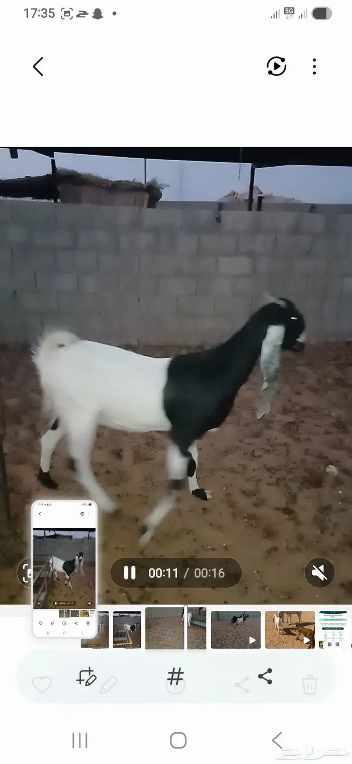 عنز هولنديه 1