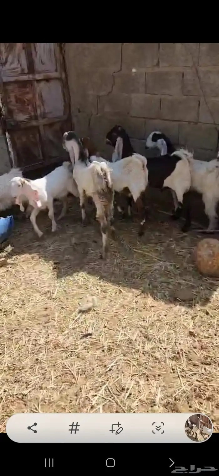 ثمانية تيوس مشاريك اعمارها فوق أربعة شهور أحوالها طيبه فوق ا 1