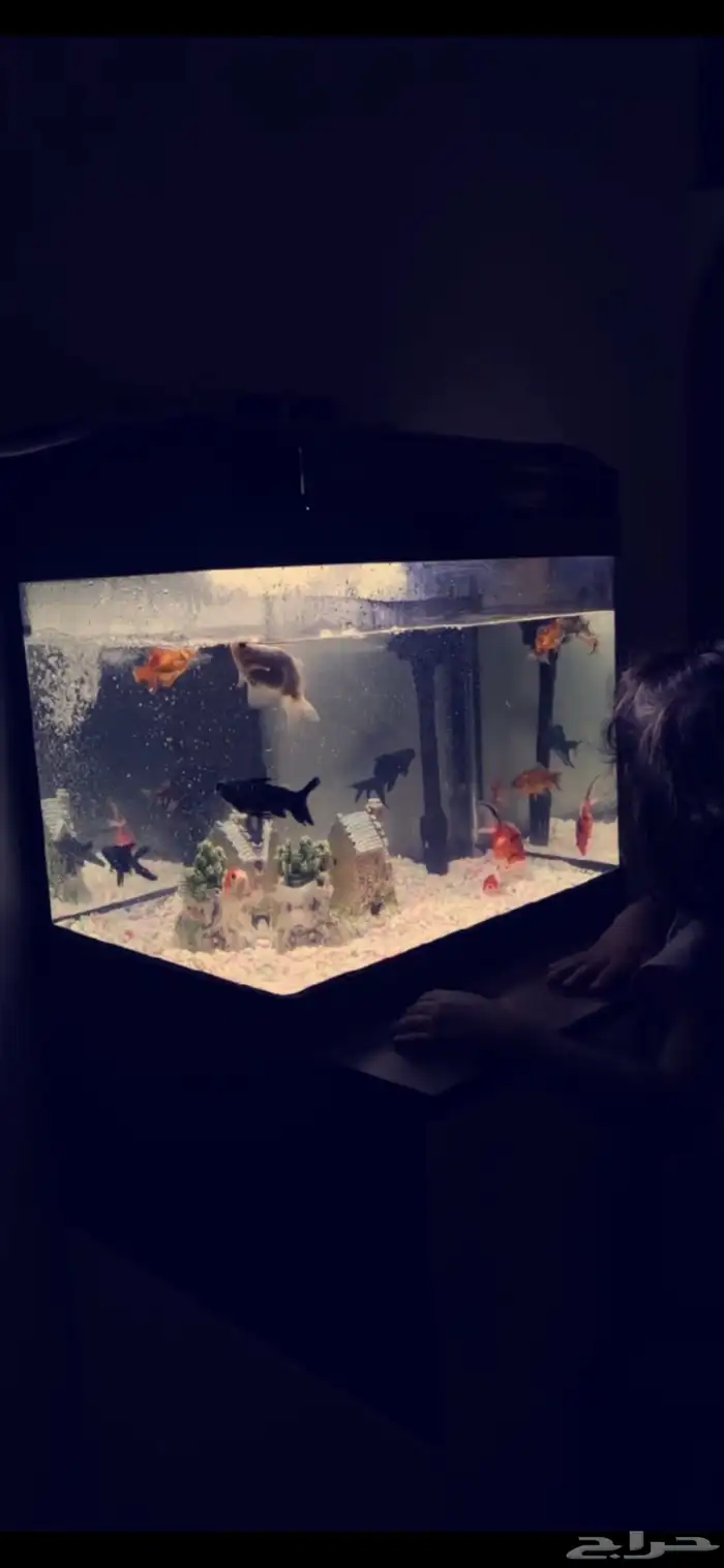 للبيع حوض سمك مستخدم ونظيف فيه فلتر شغال واضاءة جميلة الزجاج 1