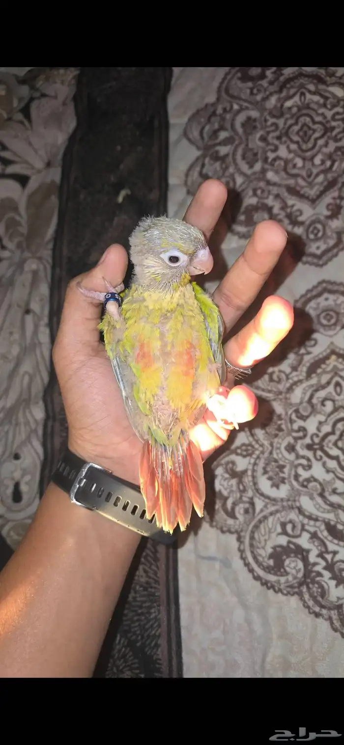 فروخ كنيور اليف ( تم البيع ) 5