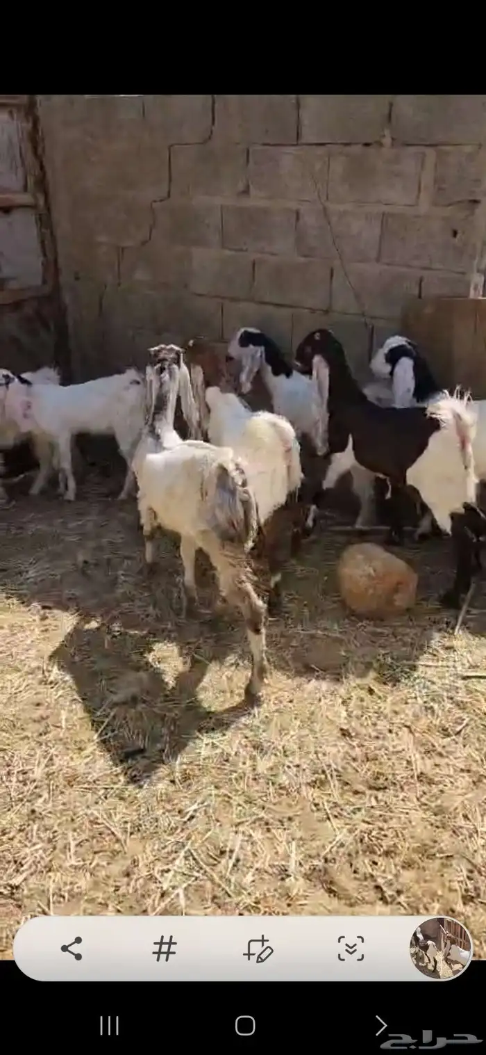 ثمانية تيوس مشاريك اعمارها فوق أربعة شهور أحوالها طيبه فوق ا 2