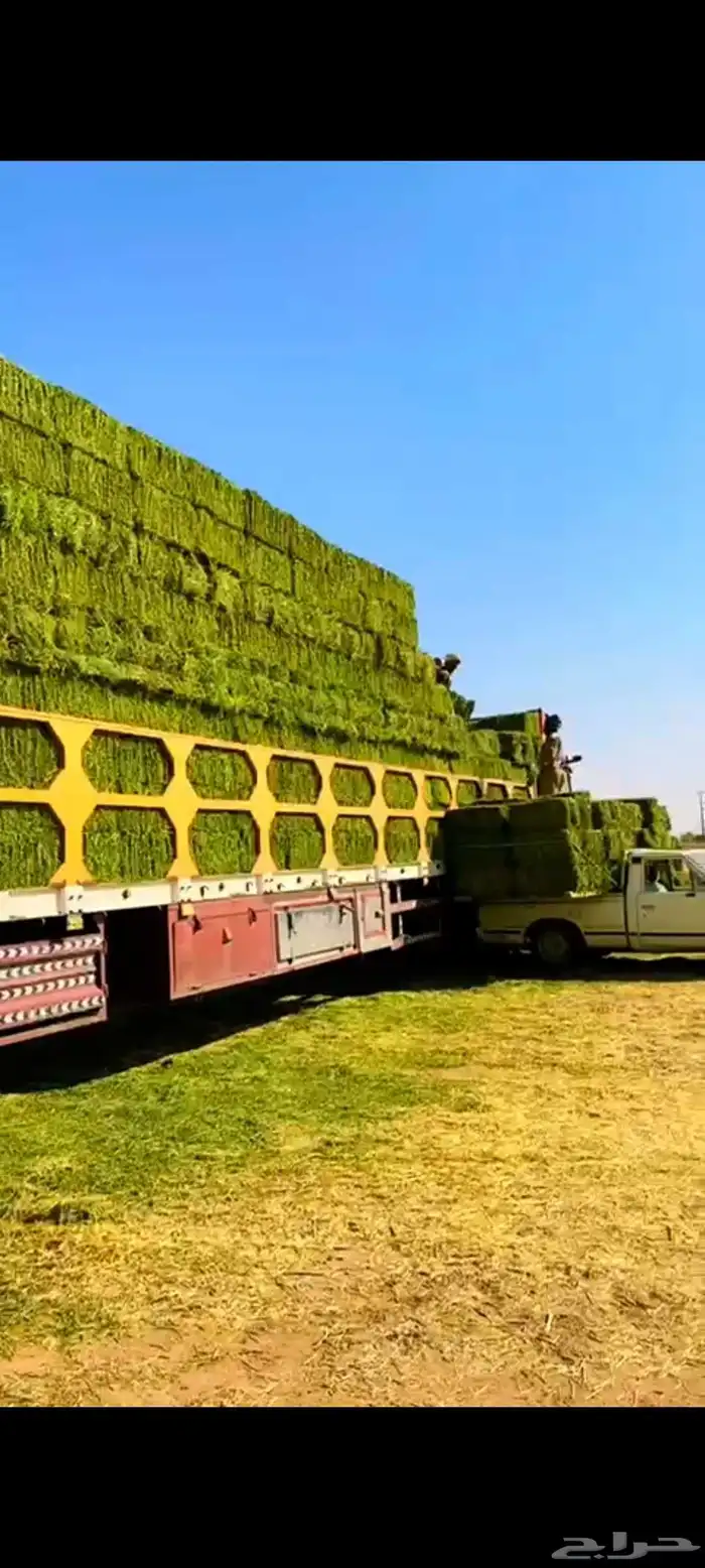 برسيم طبرجل صافي فاخر على الشرط 0