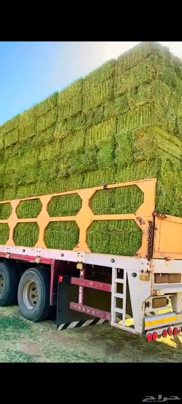 برسيم طبرجل صافي فاخر على الشرط 1