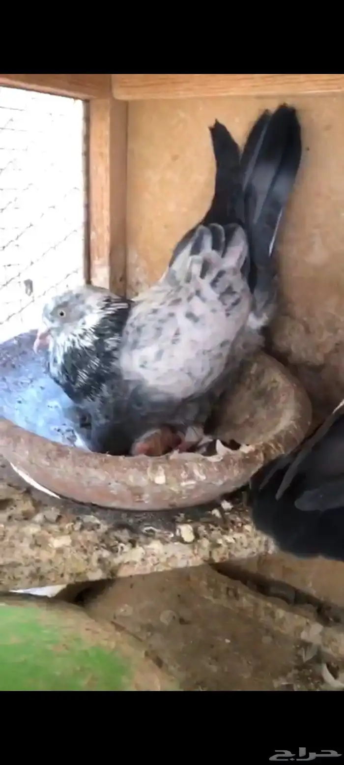 حمام باكستاني سهران بوري منتج زوجين مع فروخها 4