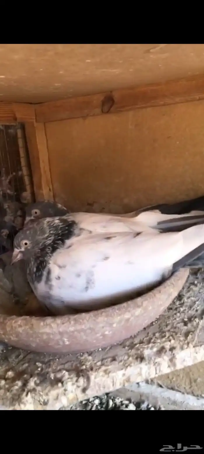 حمام باكستاني سهران بوري منتج زوجين مع فروخها 6