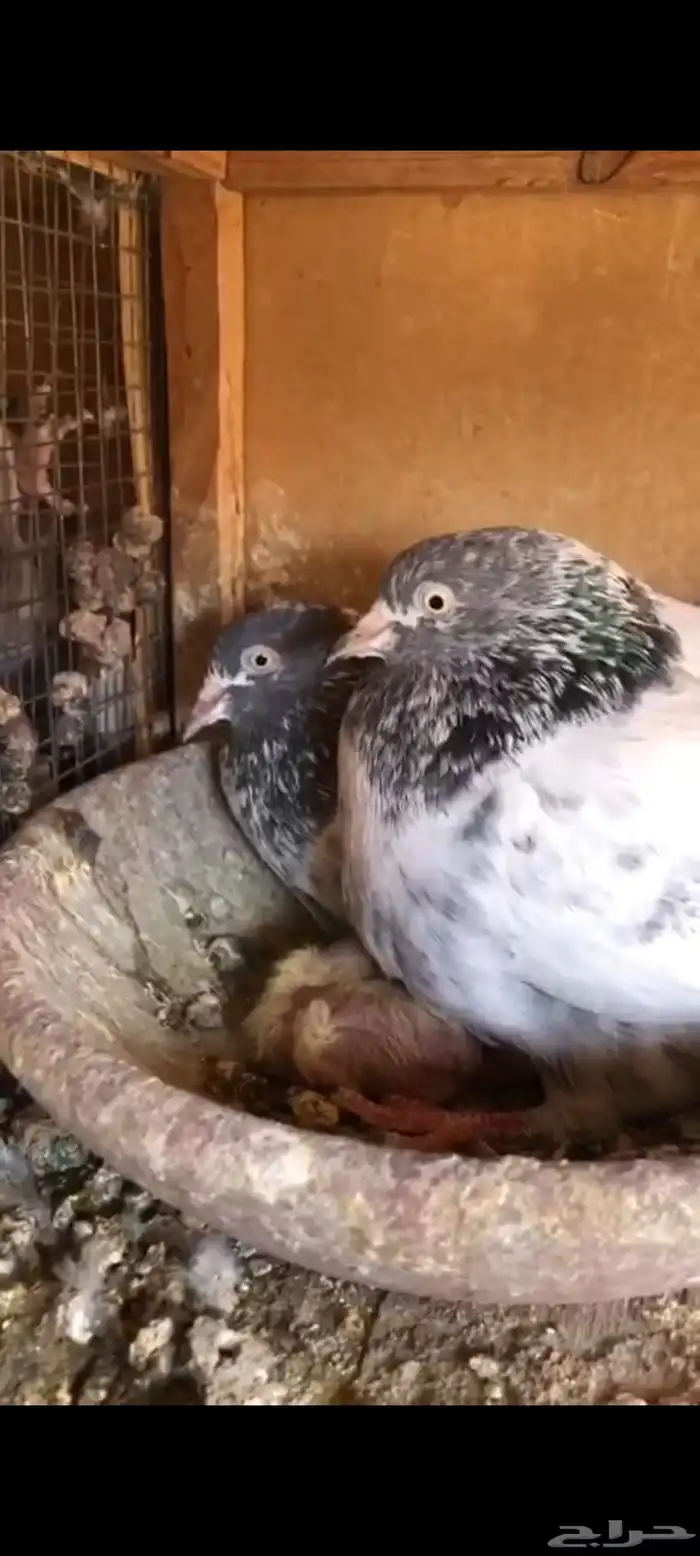 حمام باكستاني سهران بوري منتج زوجين مع فروخها 5
